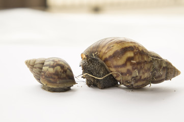 snail slow animal closeup walk nature slime concept