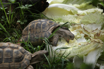 Naklejka premium Russian tortoise (Agrionemys horsfieldii).