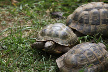 Russian tortoise (Agrionemys horsfieldii).