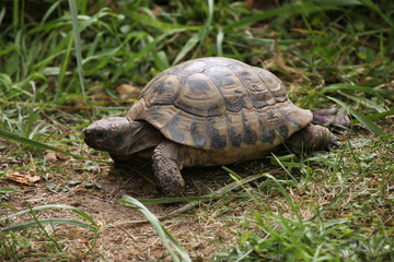 Naklejka na ściany i meble Russian tortoise (Agrionemys horsfieldii).