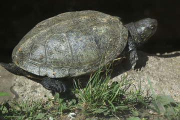 European pond turtle (Emys orbicularis).