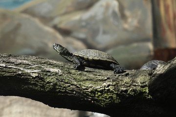 European pond turtle (Emys orbicularis).
