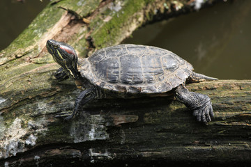Obraz premium Red-eared slider (Trachemys scripta elegans).
