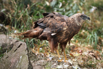 Western marsh harrier (Circus aeruginosus).