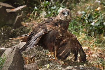 Fototapeta premium Western marsh harrier (Circus aeruginosus).