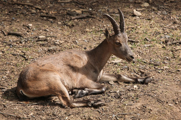 Alpine ibex (Capra ibex).