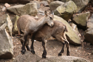 Alpine ibex (Capra ibex).