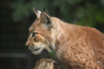 Carpathian lynx (Lynx lynx carpathica).