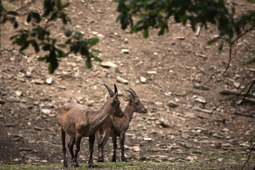 Alpine ibex (Capra ibex).