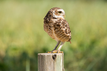 Burrowing Owl on Macaé beach.