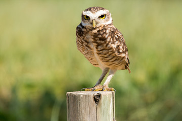 Burrowing Owl on Macaé beach.