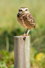 Burrowing Owl on Macaé beach.