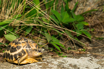 Spider Tortoise