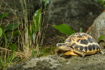 Spider Tortoise