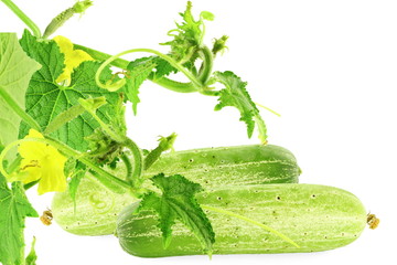 cucumber with plant  