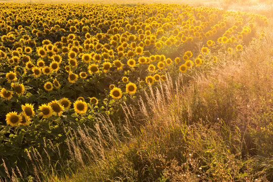 Sunflower field is blooming at sunset
