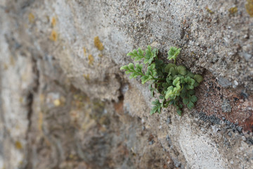 Small green plant growing in a wall