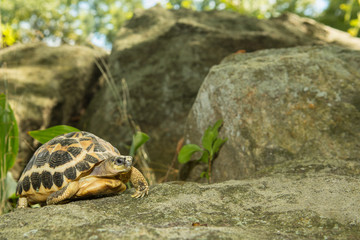 Spider Tortoise