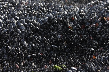 Mussels of Stanley Park