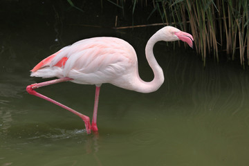 Greater Flamingo (Phoenicopterus roseus).