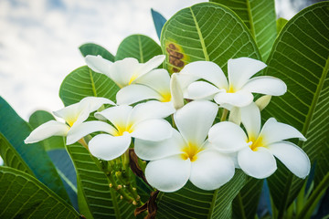 A bouquet of plumeria ( frangipani ) flowers on trees 