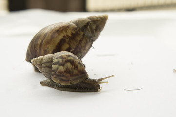 snail slow animal closeup walk nature slime concept