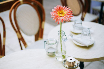 Flower Gerbera Daisy In Bottle Vase Stand On Table Cafe Outdoor