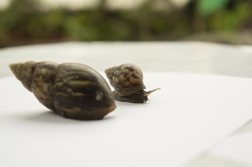 snail slow animal closeup walk nature slime concept
