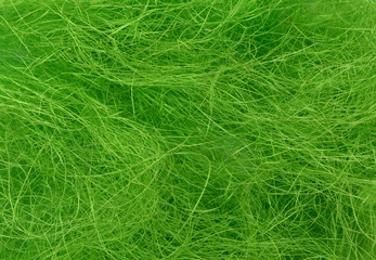 Easter Egg Grass