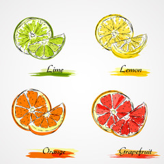 Set of hand drawn vector slice and piece of citrus, lemon, orange, lime an grapefruit fruits on light background
