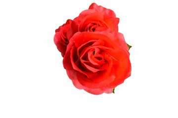 Artificial red roses isolated on white background