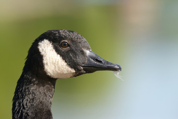 Canada Goose - portrait.