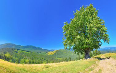 Obraz premium Summer tree