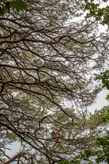 tree branches 
