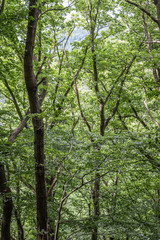 green leaves and trees in the forest 