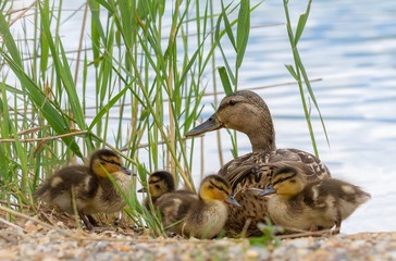 Entenfamilie