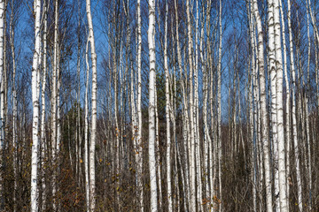Birch trees arrangement