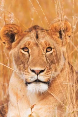 Keuken foto achterwand Oranje Vrouwelijke leeuw in Masai Mara