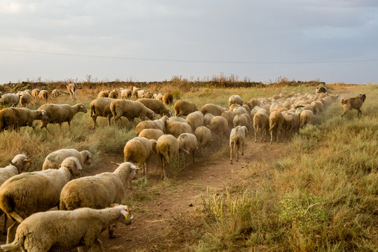 Flock of Sheep Grazing