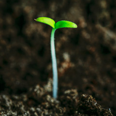 Green Sprout Growing From Seed
