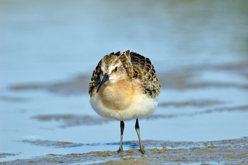 Juvenile Curlew Sandpiper at riverside