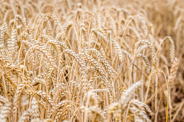 wheat field 