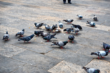 Group of pigeons eating leftover bread