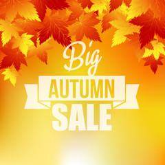 Autumn background with leaves. 