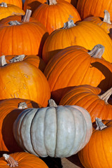 Pumpkins 08