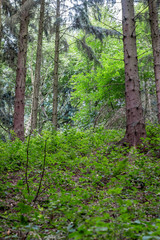green leaves and trees in the forest 