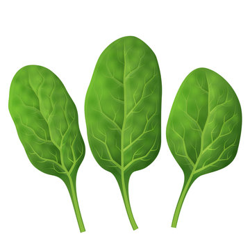 Spinach leaves close up. Fresh green spinach isolated on white