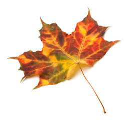 Multicolor autumnal maple-leaf
