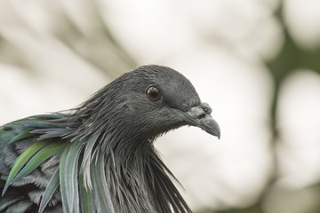 Nicobar pigeon portrait