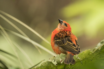 Madagascar red fody bird